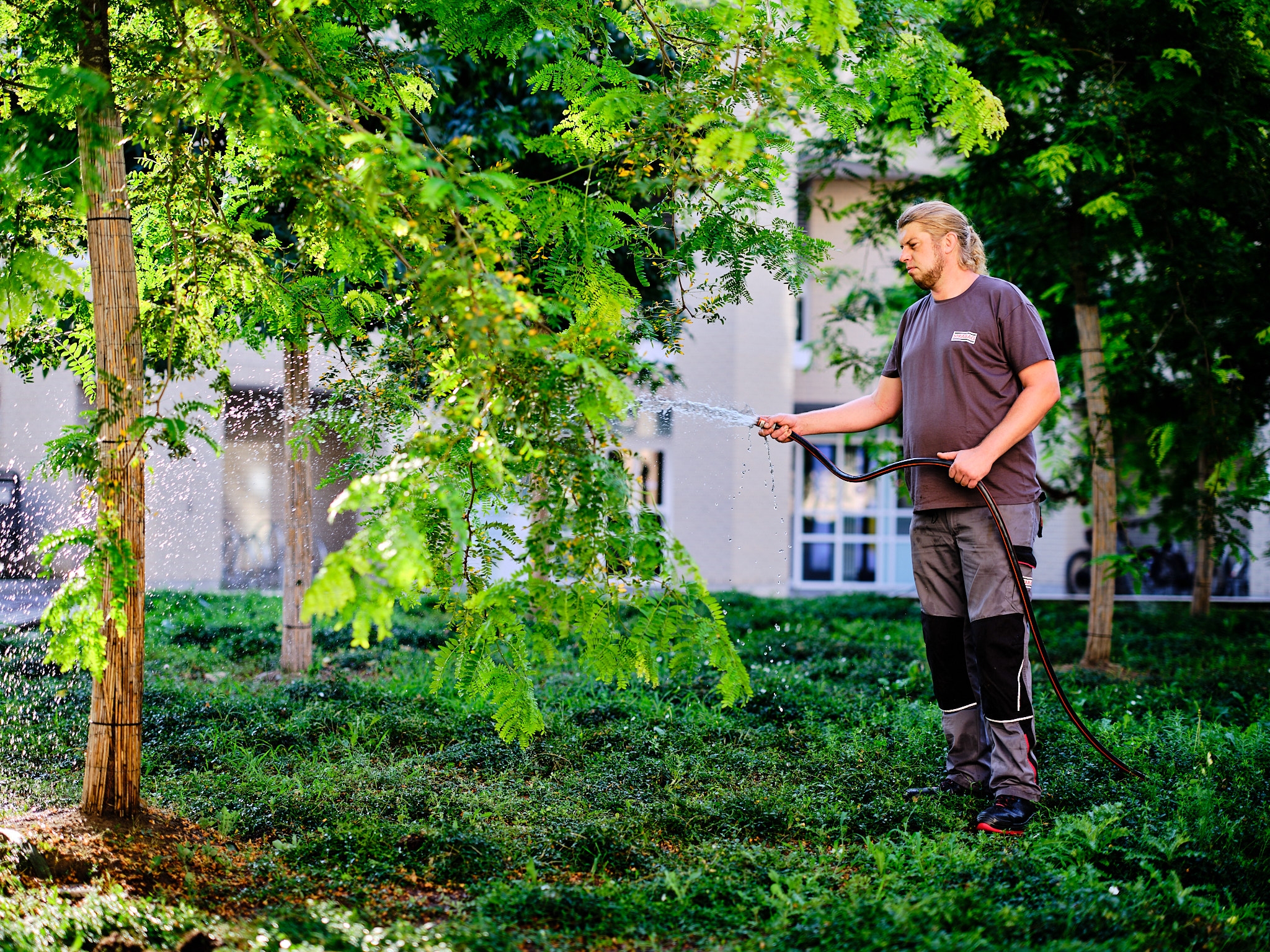 Picture of a gardener spraying water on a tree