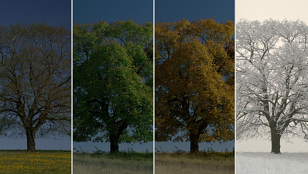 Collage Baum zu den vier Jahreszeiten, Winter markiert