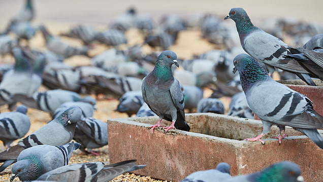 Picture of a group of pigeons