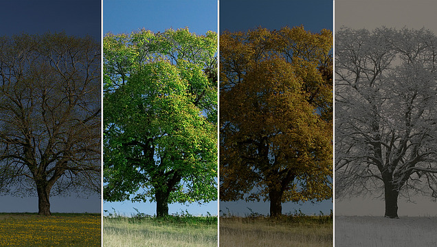 Collage Baum zu den vier Jahreszeiten, Sommer markiert