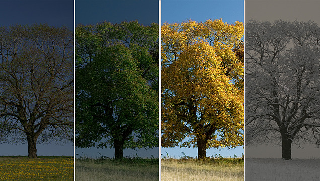 Collage Baum zu den vier Jahreszeiten, Herbst markiert