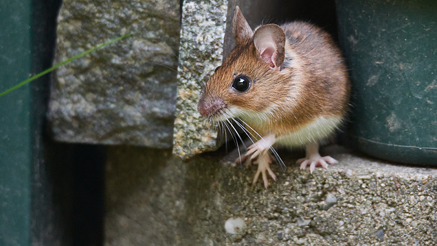 Picture of a deer mouse on a stone base