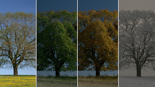 Collage tree for the four seasons, spring marked